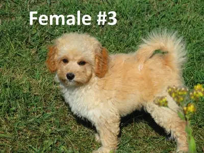 Shih Tzu/Miniature Poodle Puppies, View more