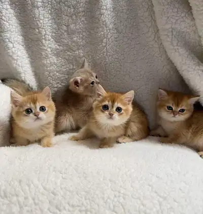 Adorable Purebred British Shorthair Kittens, View more