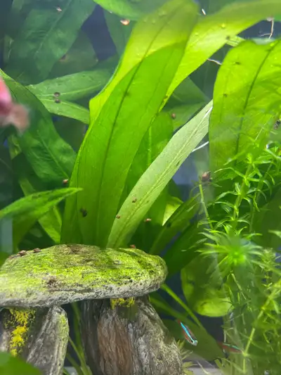 Bladder Snails, View more