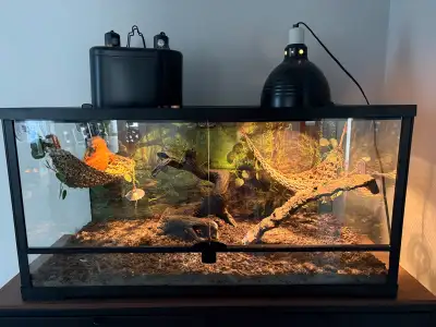 bearded dragon full set up, View more
