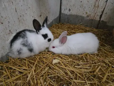 2 bunnies, View more