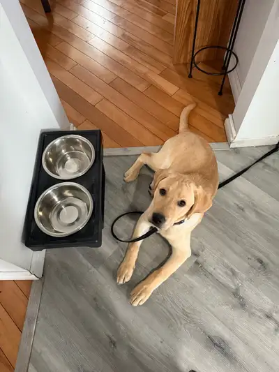 Pure bred Labrador Puppy. He’s about 4 months old, completely vaccinated which is about 500$ and the...