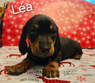 Teckel miniature, View more