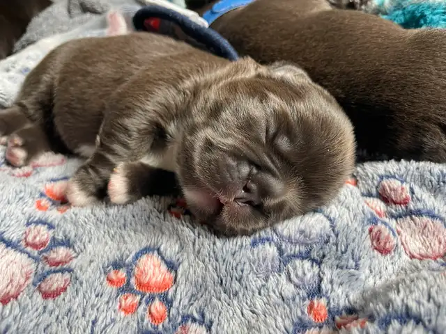 Pawdorabulls French Bulldogs - some fluffies!!! in Dogs & Puppies for Rehoming in Ottawa - Image 7