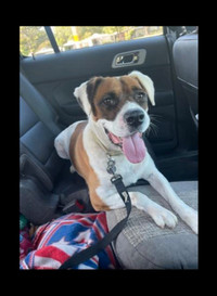 Scout-4yr male boxer mix