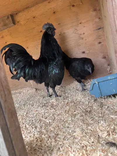 Ayam Cemani Show room Exotic Young breeding pair