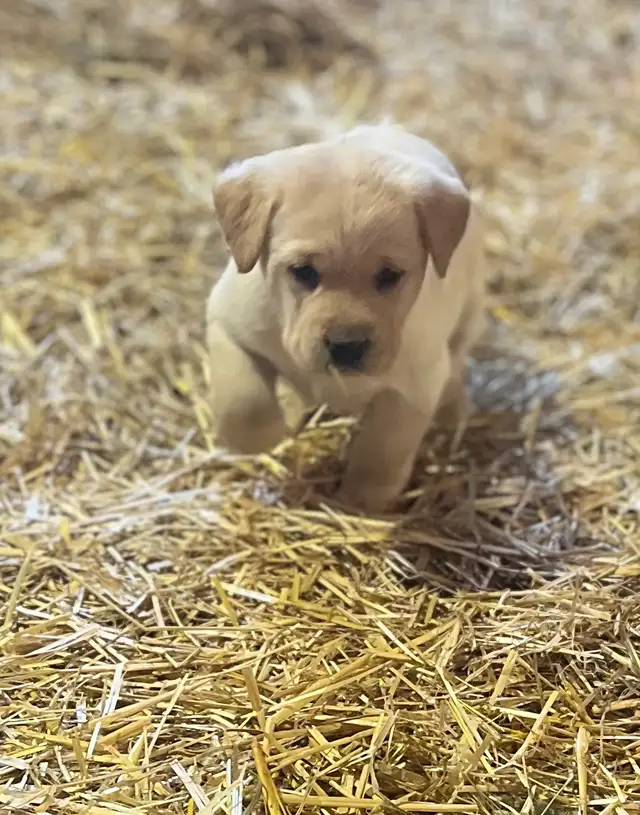 Purebred Labrador Puppies in Dogs & Puppies for Rehoming in Stratford - Image 7