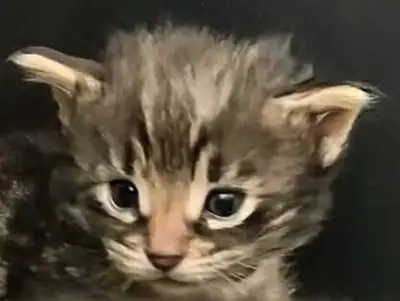 SERVAL HYBRIDS ( SAVANNAH )HIGH PERCENT F2  F3 KITTENS, View more