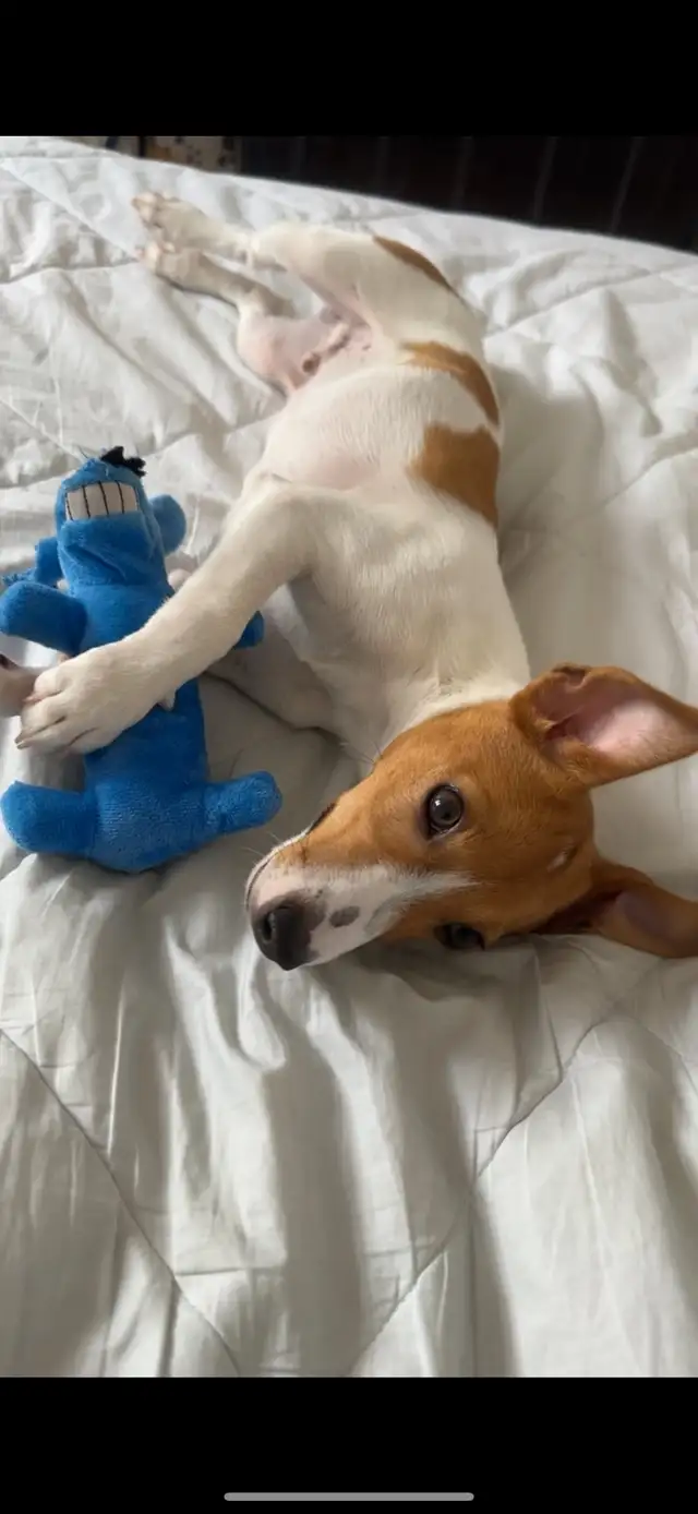 cute puppy 555654739857264641