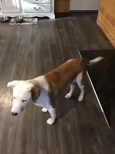 Puppies for sale , View more