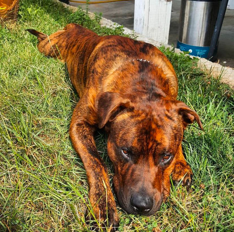 Brindle Rottweiler x Cane Corso Mastiff Mix Puppies 900 OBO Dogs & Puppies for Rehoming