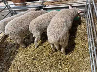 Lamb is ready to go