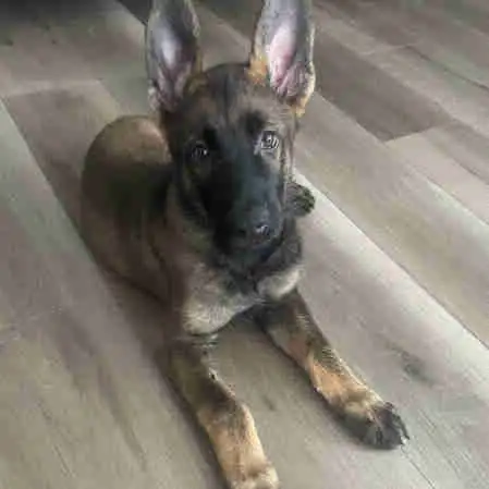 Berger Allemand Pure race in Dogs & Puppies for Rehoming in Laurentides - Image 2