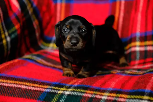 Sweetest Little Snugglebugs! Mini Dachshund Puppies in Dogs & Puppies for Rehoming in Penticton - Image 5