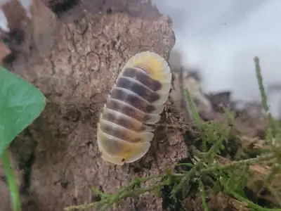 Cubaris, Armadillidium, isopods, View more