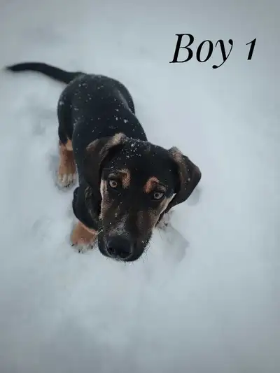 puppies for sale, View more