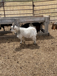Billy goat 
