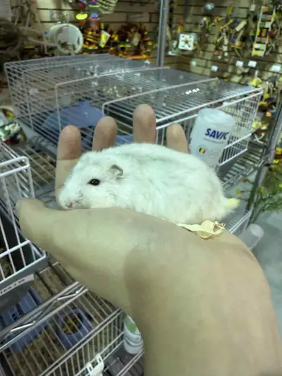 Beaux bébés hamster winter White 22,99$+tx 2259 boulevard Lemire Drummondville 819-850-7579 Lundi, m...