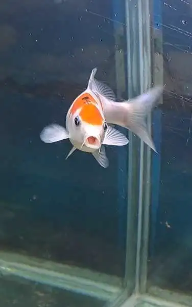 japanese koi fish in Fish for Rehoming in Oshawa / Durham Region - Image 6