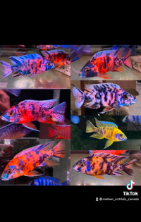 Big selection of high quality cichlids fish!