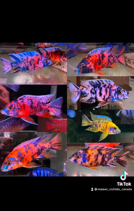 Big selection of high quality cichlids fish! in Fish for Rehoming in Vancouver