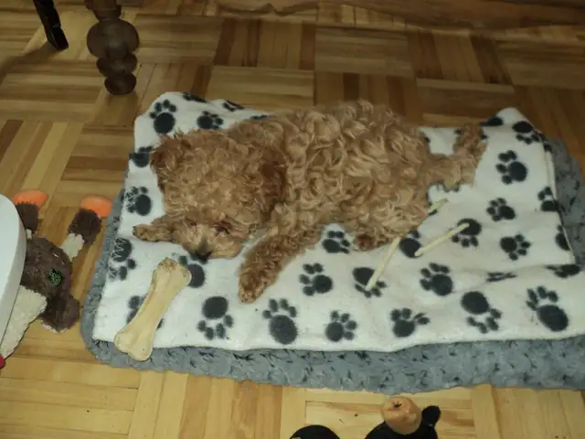 Caniche Toy, femelle abricot (rousse) in Dogs & Puppies for Rehoming in City of Montréal - Image 4