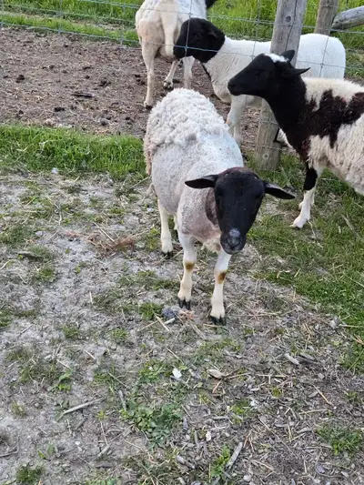 2 Dorper rams, View more