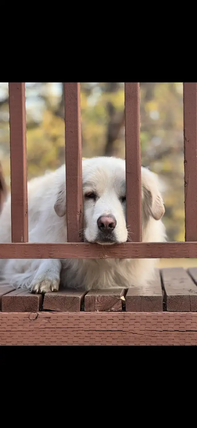 3.5 year old Great Pyrenees in Dogs & Puppies for Rehoming in Edmonton - Image 3