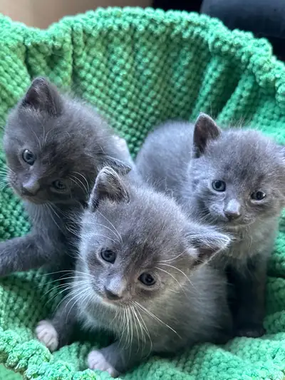 Kitten’s for sale, View more