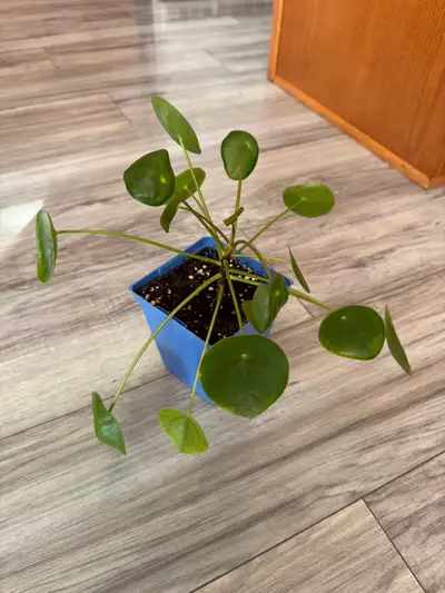 4 inches pot Healthy Pilea Peperomioides plant. Has vibrant round green leaves.