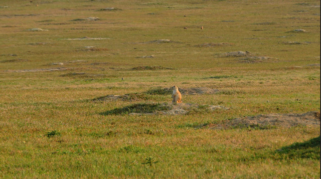 Gopher Problem? in Free Stuff in Medicine Hat