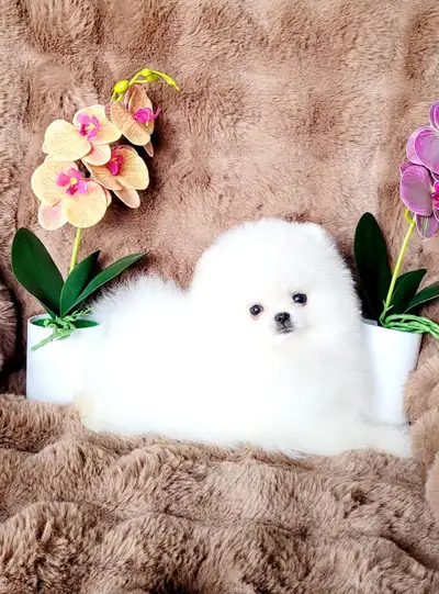 Super beautiful, snow white thick coats,Teddy bear faces ( real one ) Very small size ( adult under...