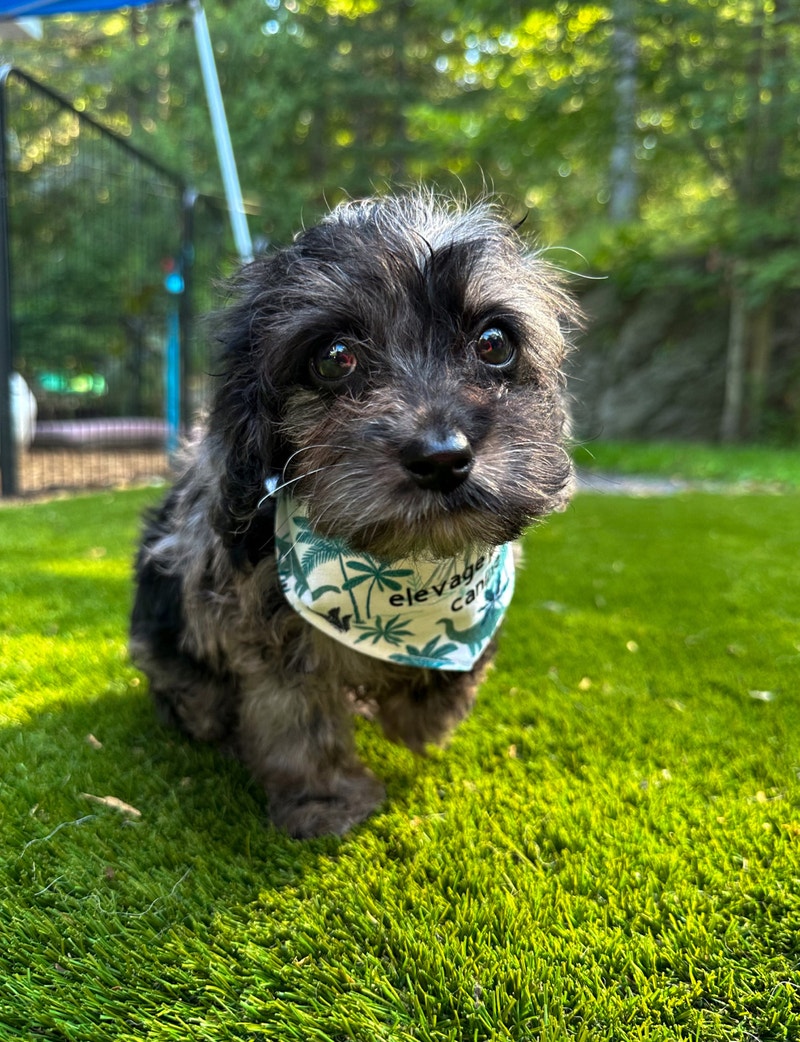 Priced to sell Dogs & Puppies for Rehoming Gatineau Kijiji