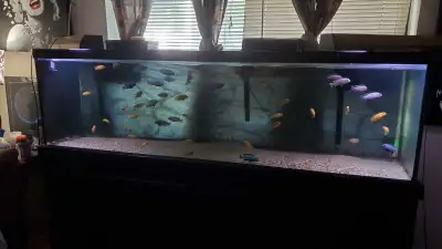 125 gallon Aquarium, View more