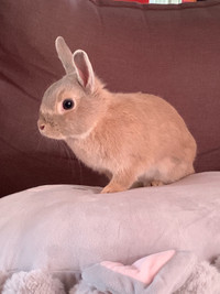 2 lapins nains 5 ans à adopter avec cage