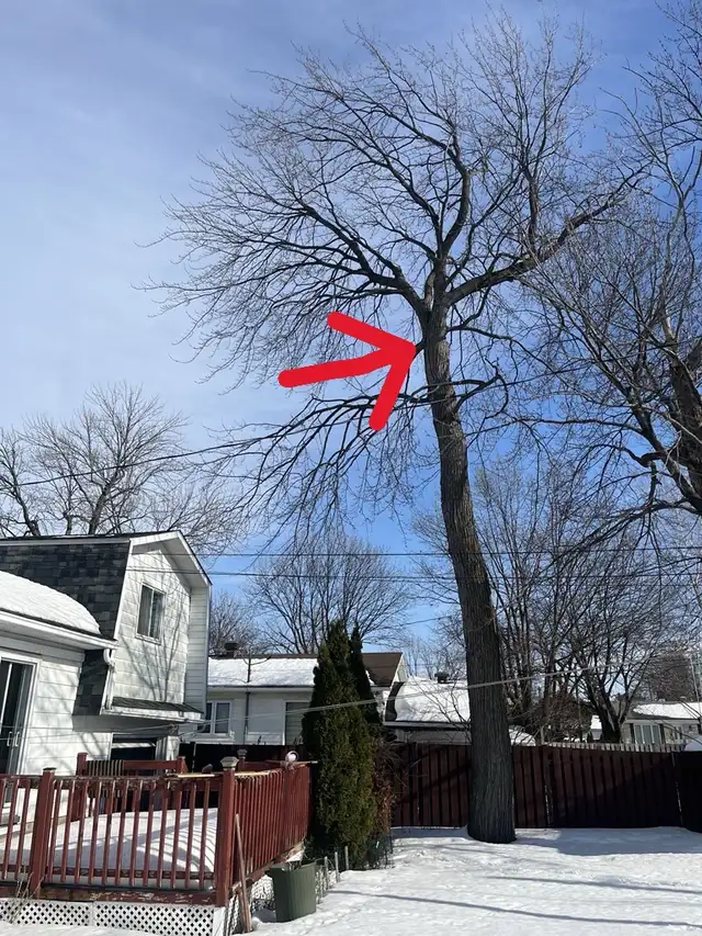 Pruning and Tree Trimming595971078452029445