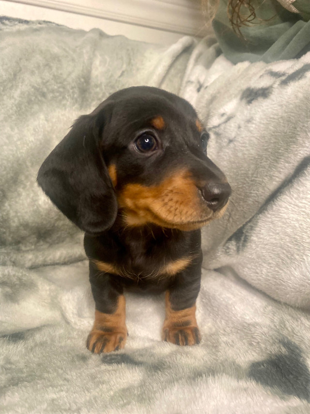 Dachshund Puppies in Dogs & Puppies for Rehoming in Ottawa - Image 3