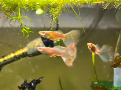 Albino Guppy, View more