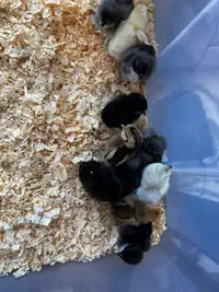 Day old chicks