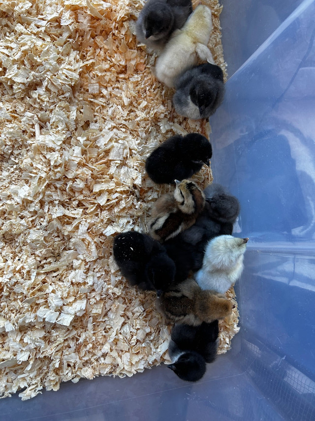 Day old chicks in Livestock in Moncton