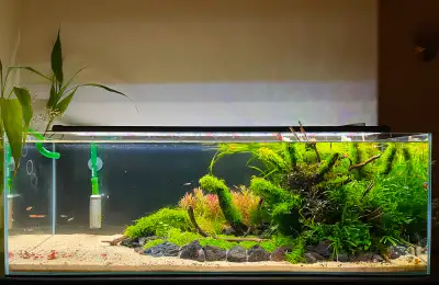 Healthy Home Grown Aquarium Plants, View more