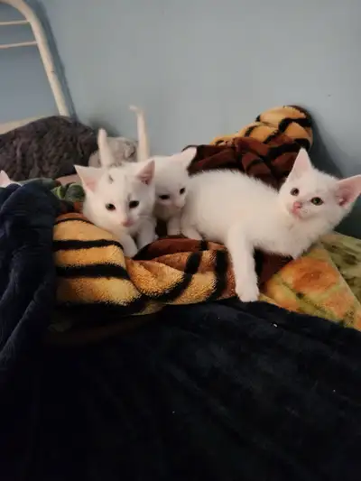 Magnifiques chatons blancs, 2 mâles et 1 femelle toute blanche! Pour plus d’infos n’hésitez pas à m’...