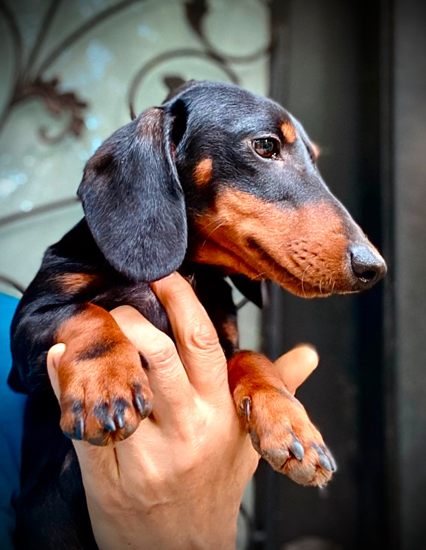 Dachshund Puppy male smooth in Dogs & Puppies for Rehoming in Oshawa / Durham Region