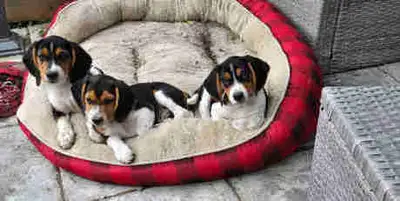 chiots Beagal Puppies, View more