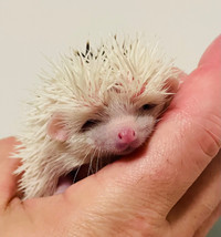 Sweet and super social baby Pygmy Hedgehogs! Fantastic pets! 