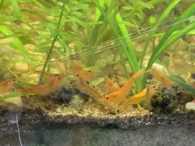 Bright orange neocaridina. Probably the easiest to breed
