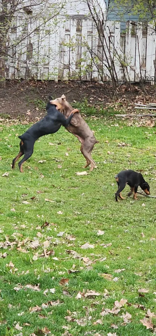 Doberman Européen et/ou américain in Dogs & Puppies for Rehoming in Laval / North Shore - Image 10