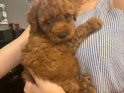 Tiny Red Toy Poodle Puppy – Ready Now!, View more