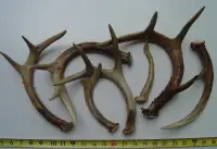 Deer sheds from $5.00 to $100.00