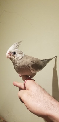 BéBé Cockatiel Cannelle Whiteface de 3 mois Mâle